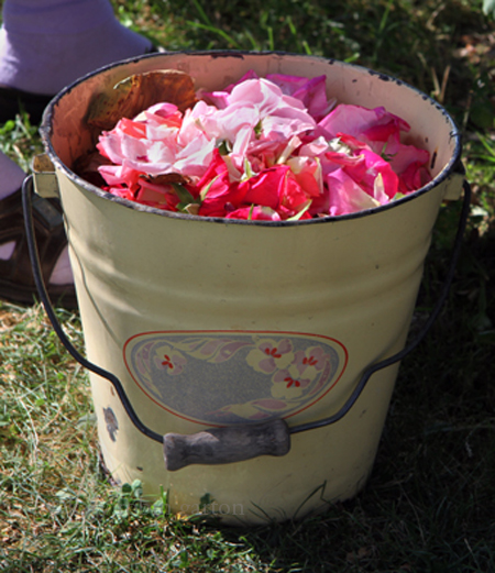 rose bucket