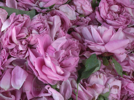 rose petals for sale 2 copy