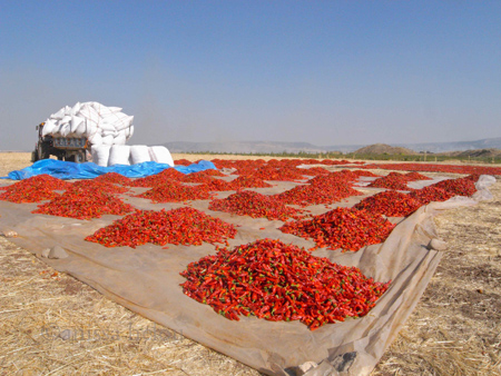 drying peppers  copy