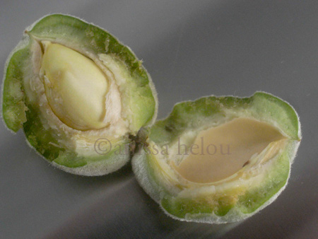green almonds - opened copy