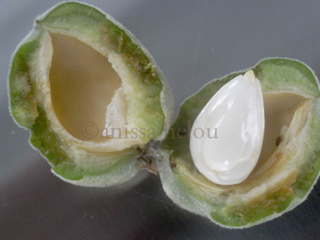 green almonds - peeled copy